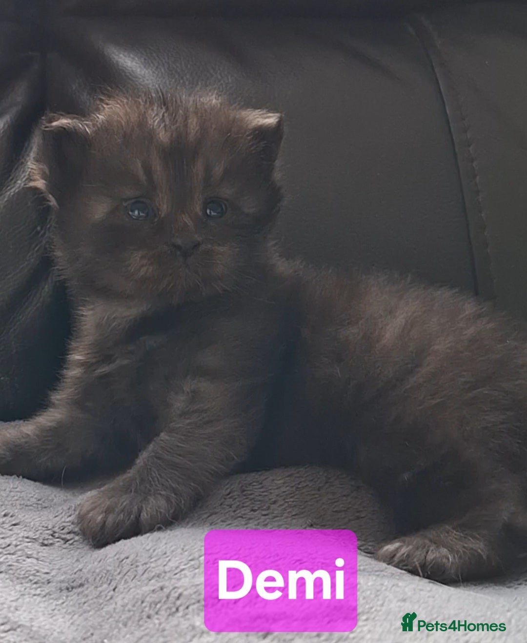 Siberian cats for sale: 2 Female Siberian kittens still available  - Image 3