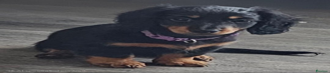 Dachshund Puppy 6