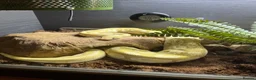 Python Snake reptiles for sale: Ball python banana lesser and vivarium  in High Wycombe - Advert 1