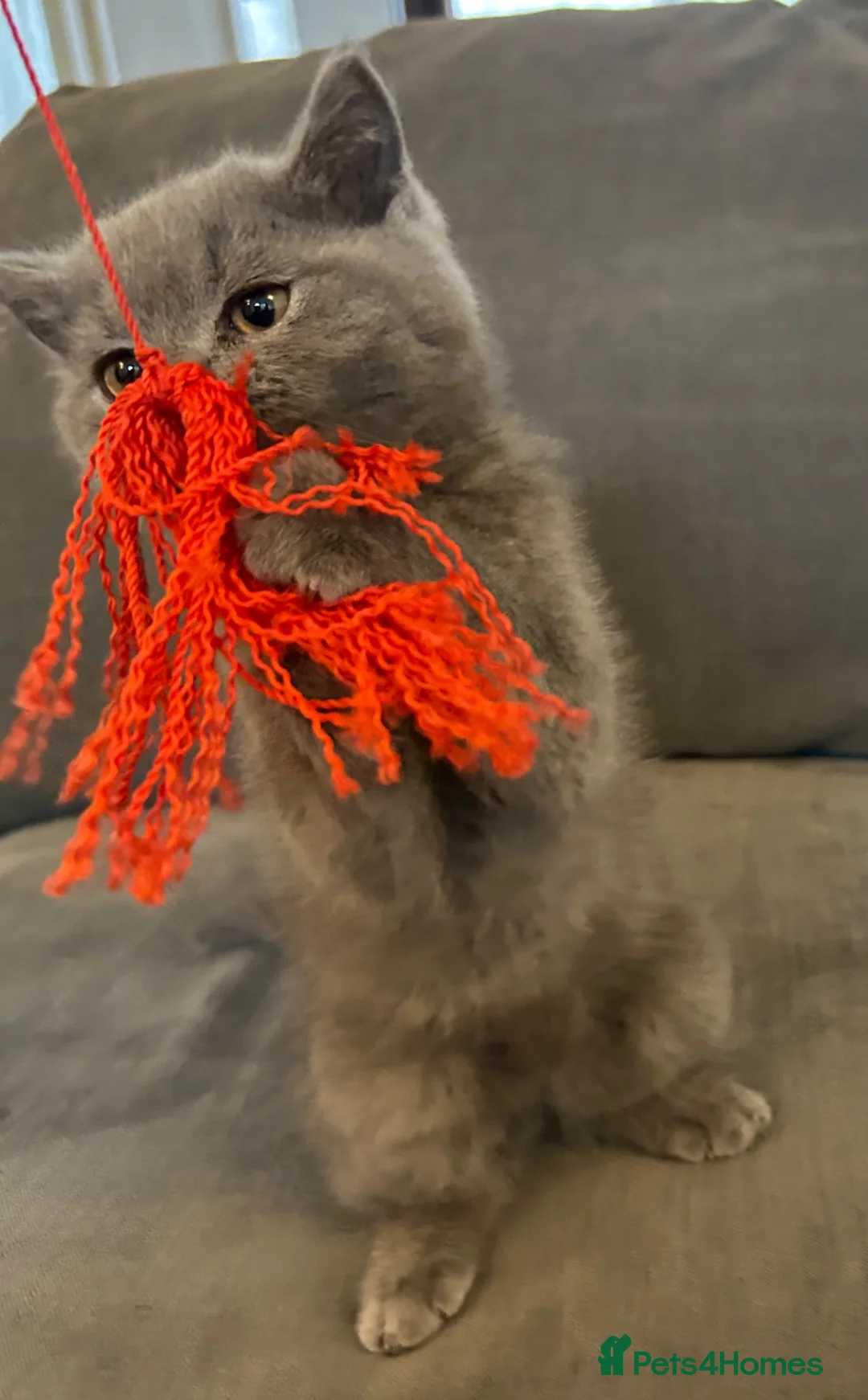 British Shorthair cats for sale: 2 beautiful British shorthairs  - Advert 2