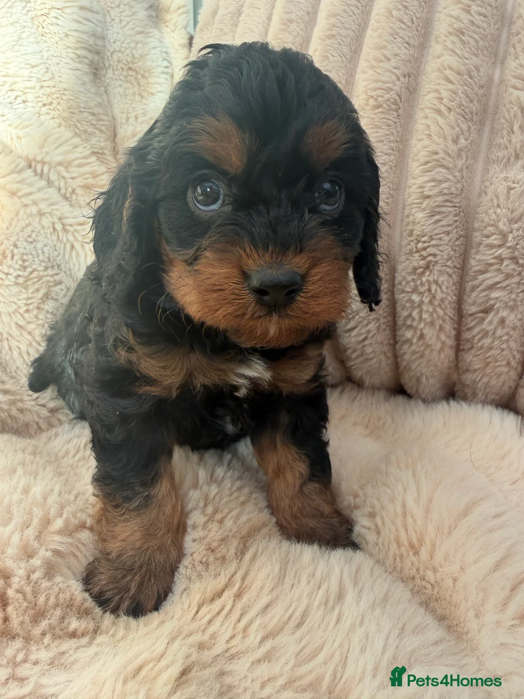 Cavapoo dogs for sale: Black and Tan Cavapoo F1 Girl 🖤🤍🧡 - Advert 5