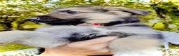 German Shepherd dogs for sale: Strong beautiful playful puppies  - Advert 9