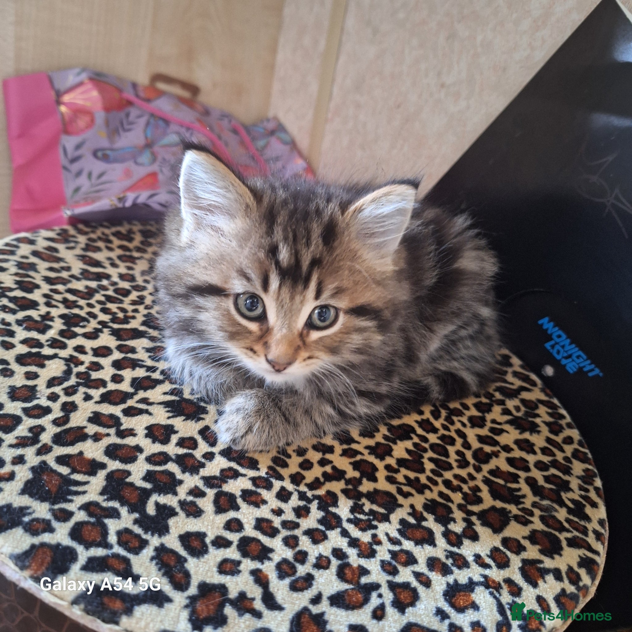 Mixed Breed cats Kittens  - Advert 2