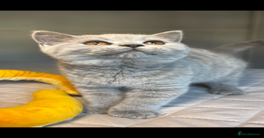 British Shorthair cats - Advert 14