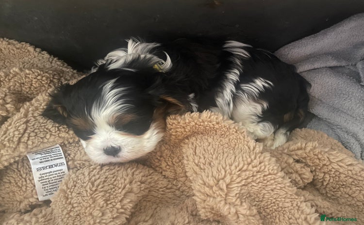 Cavalier King Charles Spaniel dogs King Charles cavalier  - Advert 12