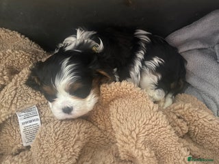 Cavalier King Charles Spaniel dogs King Charles cavalier - Advert 3