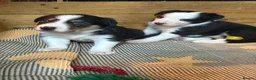 Border Collie dogs for sale: Well brought up border collie puppies  - Advert 8
