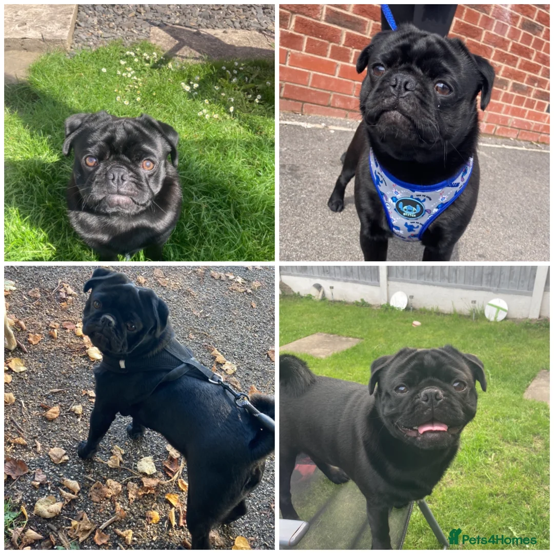 Pug dogs for stud: KC STUD  - Advert 4