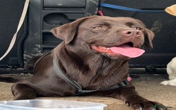 Labrador Retriever dogs for sale: Fully vaccinated chunky pedigree pups  - Advert 2