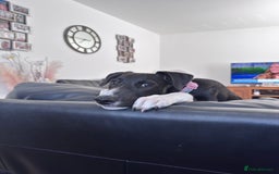Mixed Breed dogs for sale: Maisy needs a forever home - Image 6