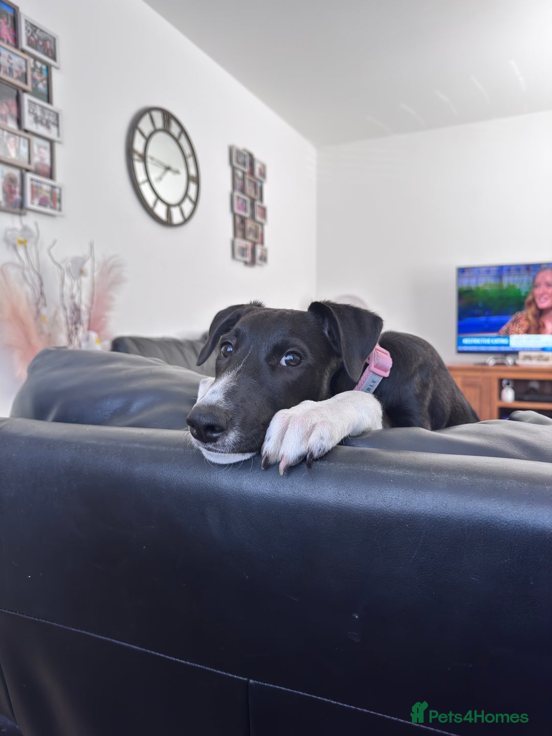 Mixed Breed dogs for sale: Maisy needs a forever home - Image 6