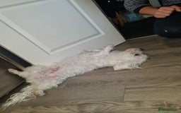 Bichon Frise dogs for sale: Very playful Bichon Frise Dog  - Image 6