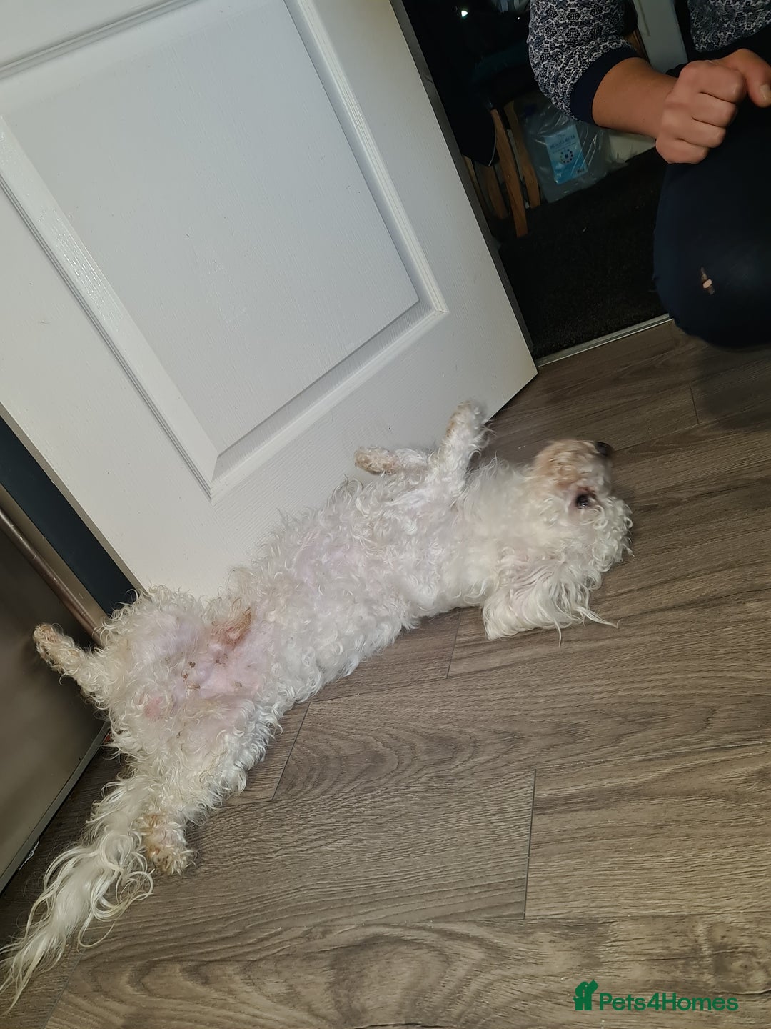 Bichon Frise dogs for sale: Very playful Bichon Frise Dog  - Image 6