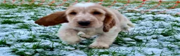 Cocker Spaniel dogs for sale: Gorgeous pair of pups remaining  - Advert 13