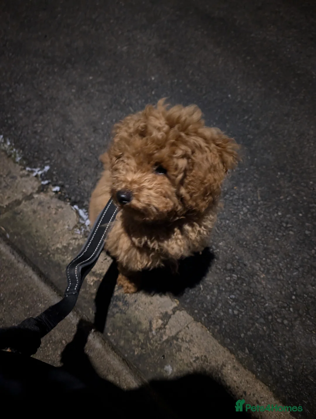 Maltipoo dogs for sale: Maltipoo puppies - Advert 21