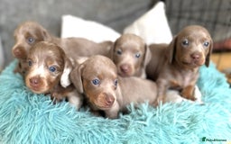 Miniature Dachshund dogs for sale: Isabella-choco long&short hair miniature dachshund - Image 8