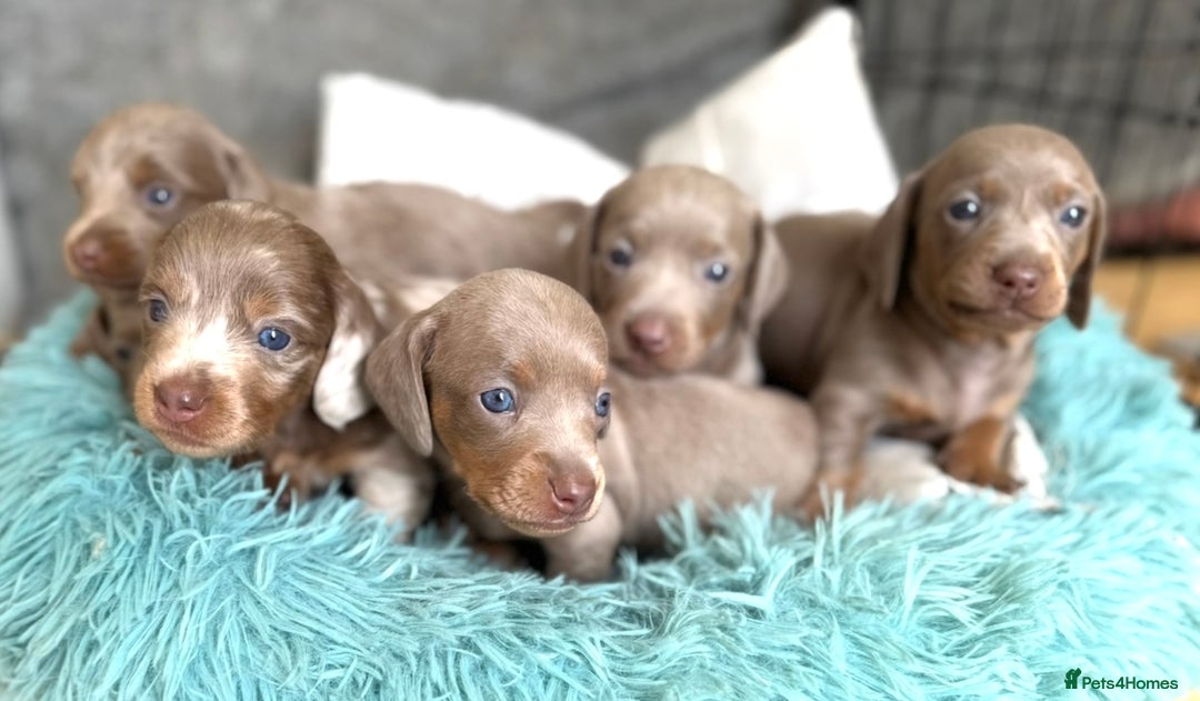 Miniature Dachshund dogs for sale: Isabella-choco long&short hair miniature dachshund - Image 8