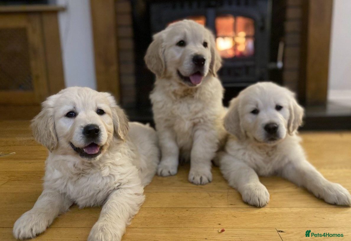 Golden Retriever dogs Extensively health tested Golden retriever puppies - Advert 4