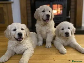 Golden Retriever dogs Extensively health tested Golden retriever puppies - Advert 3