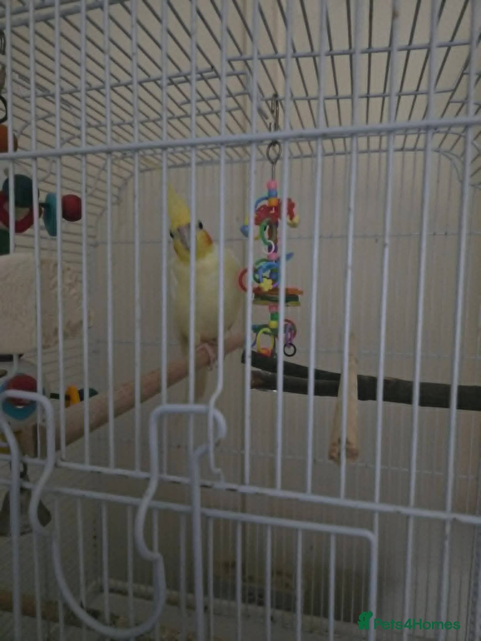 Cockatiels birds Beautiful Lutino Cockatiel with Cage - Advert 2