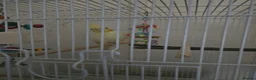 Cockatiels birds for sale: Beautiful Lutino Cockatiel with Cage in Chester - Advert 1