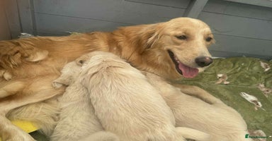 Golden Retriever dogs - Advert 6
