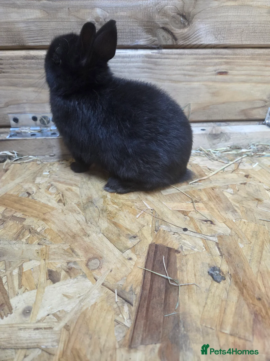 Netherland Dwarf rabbits for sale: 3 netherland dwarf bucks for sale  - Advert 1