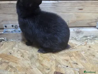 Netherland Dwarf rabbits 3 netherland dwarf bucks for sale - Advert 1