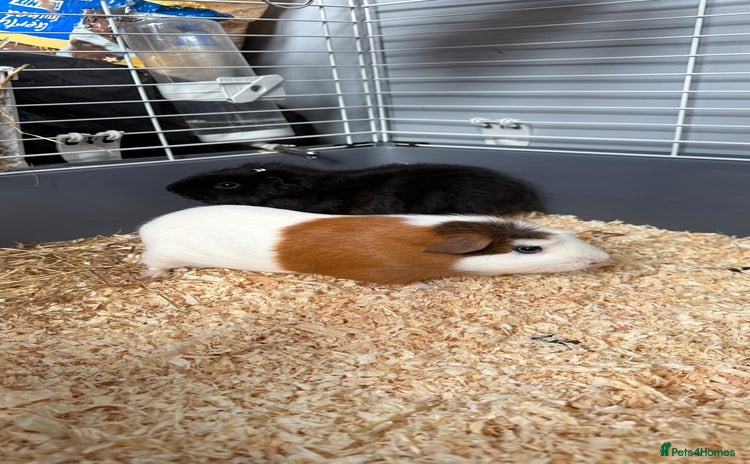Guinea Pig rodents - Advert 11