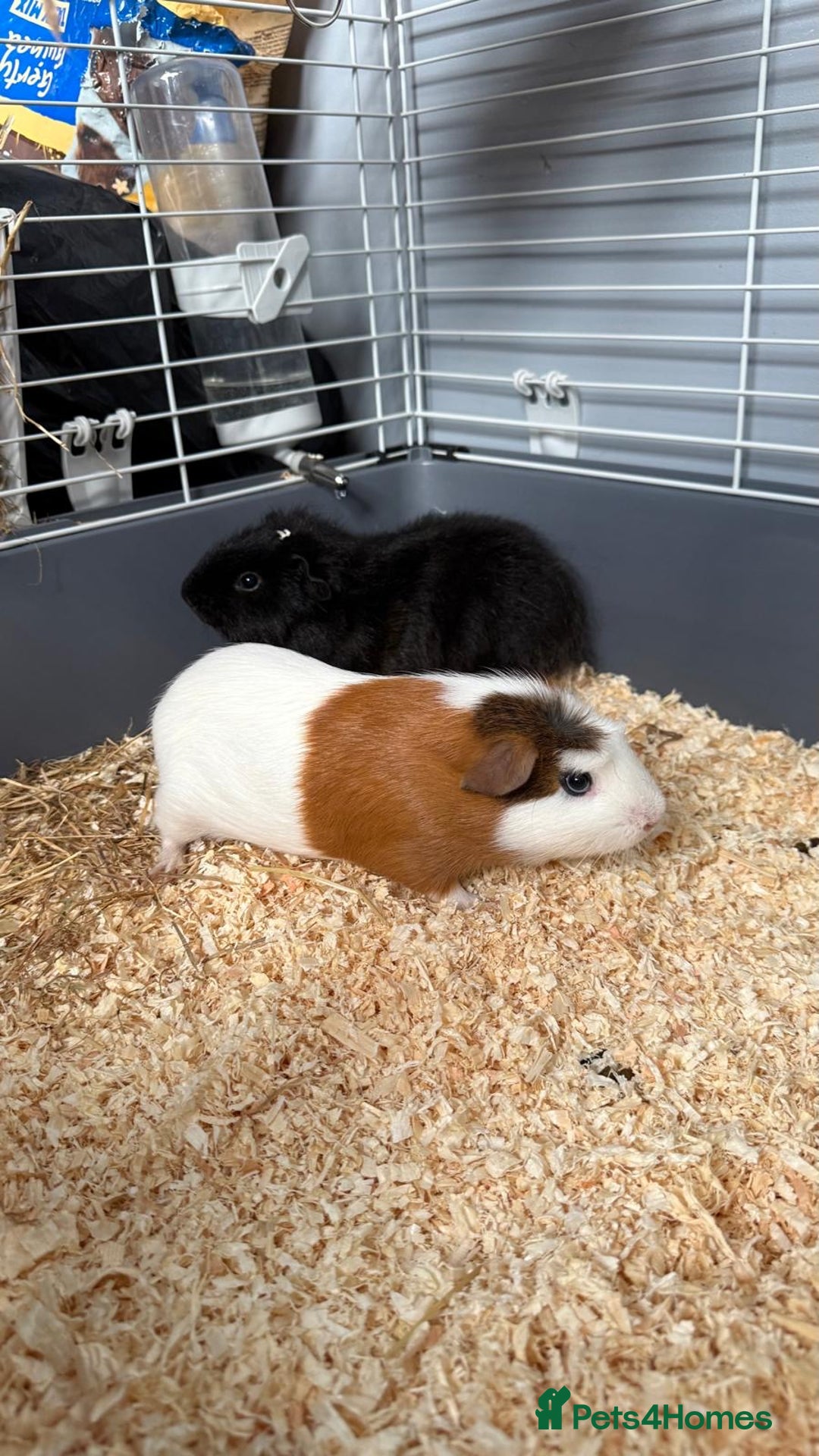 Guinea Pig rodents for sale: Two male guinea pigs for sale - Image 1