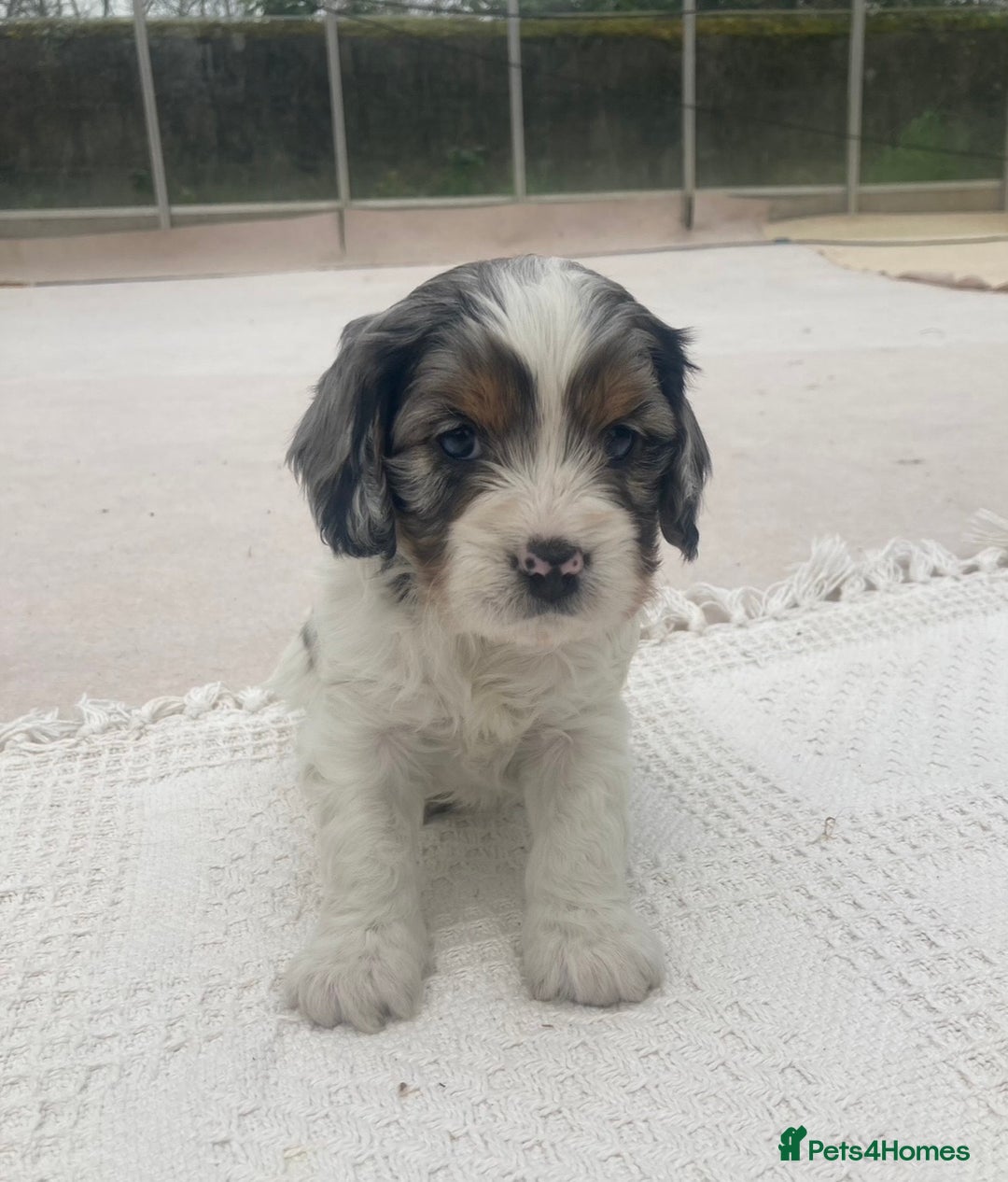 Cavapoo dogs for sale: WAITING LIST NOW OPEN Extremely Rare Merle F1  - Advert 19
