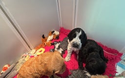 Cockapoo dogs for sale: F1b Cockapoo  - Image 1