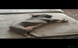 French Bulldog dogs for sale: Beautiful 7 month old blue French bulldog girl  - Image 6