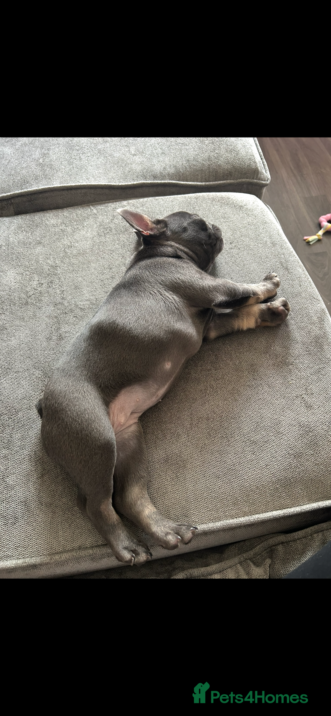 French Bulldog dogs for sale: Beautiful 7 month old blue French bulldog girl  - Image 6