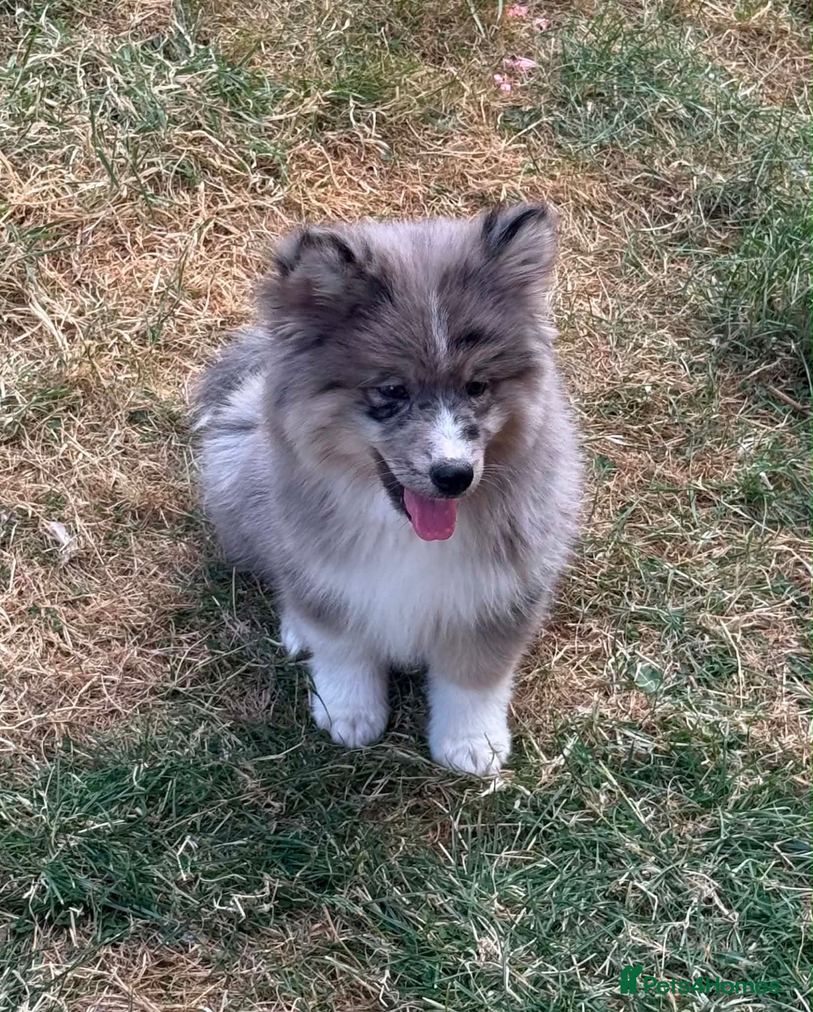 Mixed Breed dogs Adorable chow chow 💕 - Advert 8