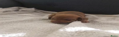 Miniature Dachshund 2