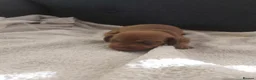 Miniature Dachshund dogs for sale: miniature dachshund  - Advert 10