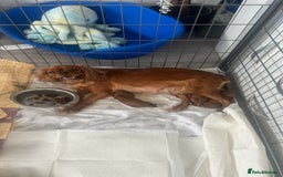 Cavalier King Charles Spaniel dogs for sale: Ruby cavalier king charles - Image 17