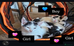 British Shorthair cats for sale: 3 beautiful kittens needing loving homes  - Image 1