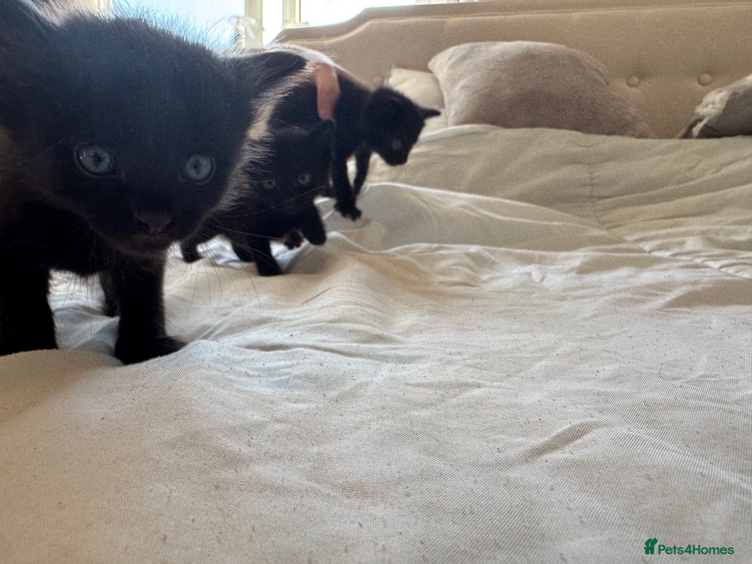 Mixed Breed cats for sale: 3x black kittens for sale  - Image 2