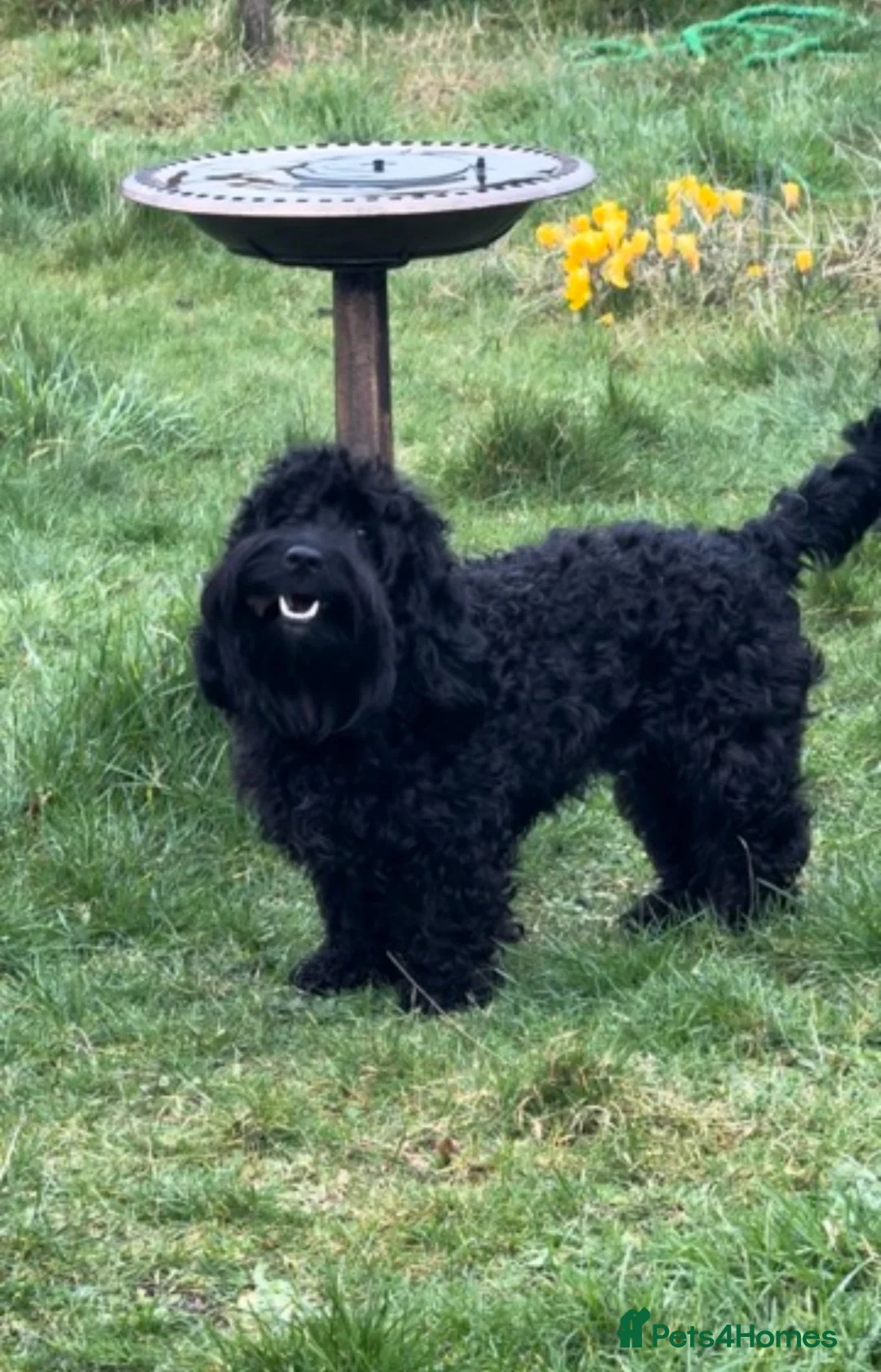 Mixed Breed dogs for stud: Stud Eskel (one boy out of the litter) in Bury Saint Edmunds - Advert 2