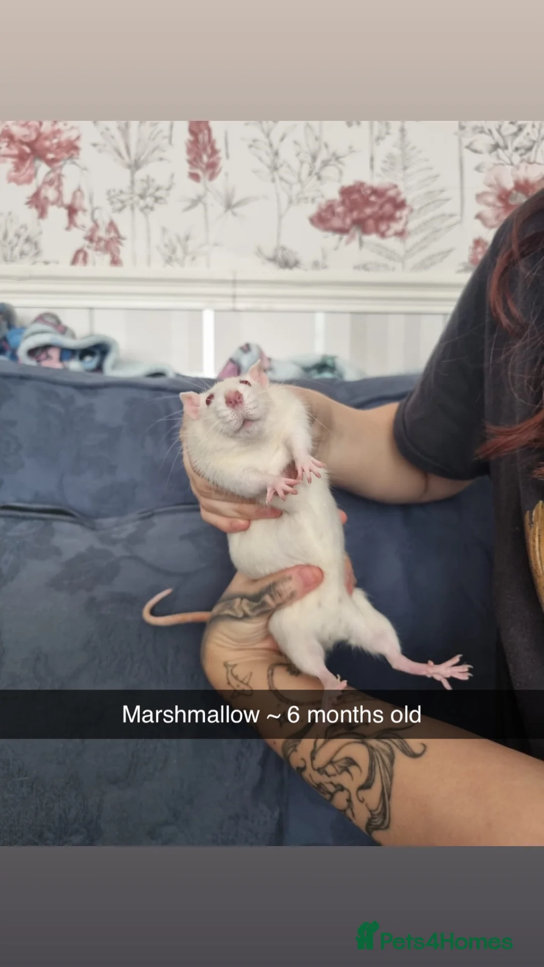 Rat rodents for sale: 8 rats for rehoming  - Advert 8