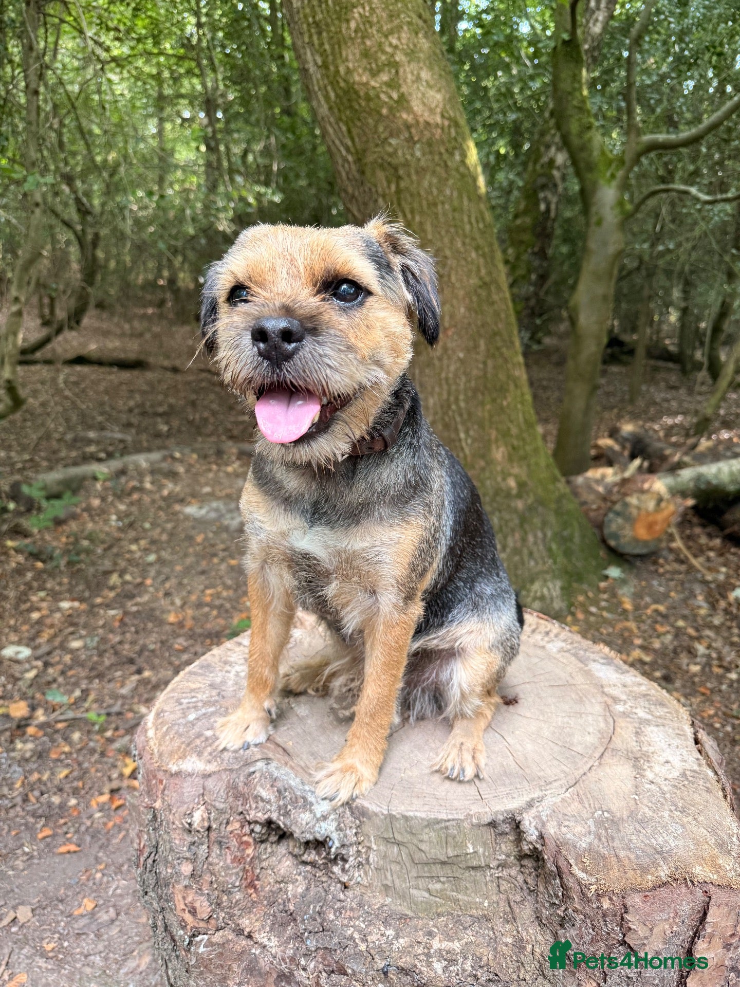 Border Terrier dogs Colin for Stud - Advert 4