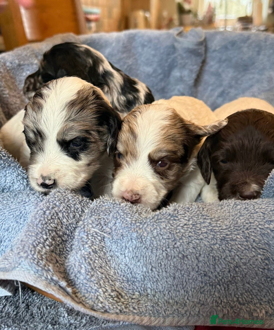 Sproodle dogs for sale: Merle F1 Sproodles 5⭐️Licenced Breeder full DNA - Advert 2