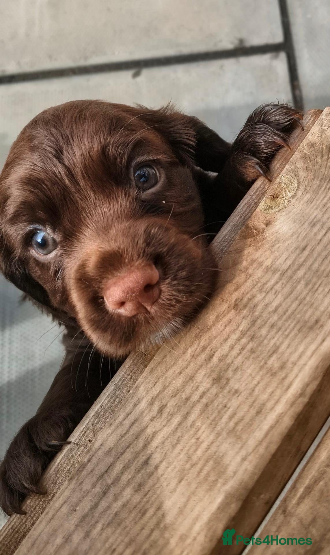 Cocker Spaniel dogs K C Reg working cocker spaniels foe sale - Advert 13
