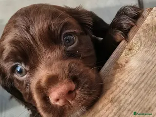 Cocker Spaniel dogs K C Reg working cocker spaniels for sale - Advert 3