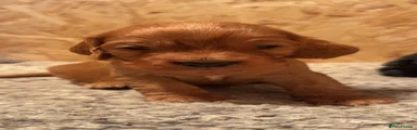 Cocker Spaniel 3