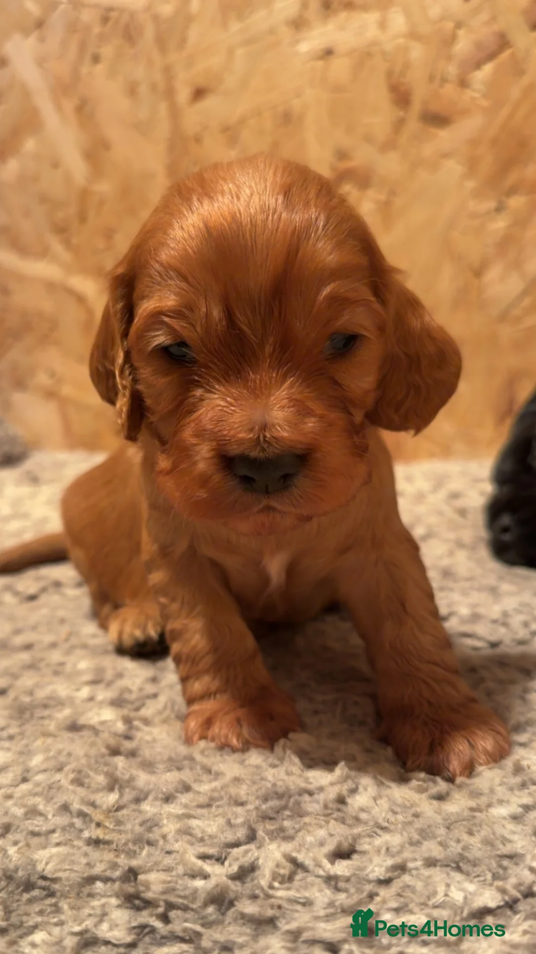 Cocker Spaniel dogs for sale: Beautiful working cocker spaniel puppies 🐶 💗 - Advert 2