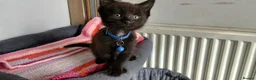Mixed Breed cats for sale: 6 kitties looking for new forever homes - Advert 10