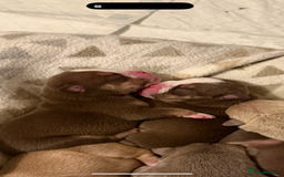 Mixed Breed dogs for sale: Stunning English bulldog mix pocket bully  - Image 11